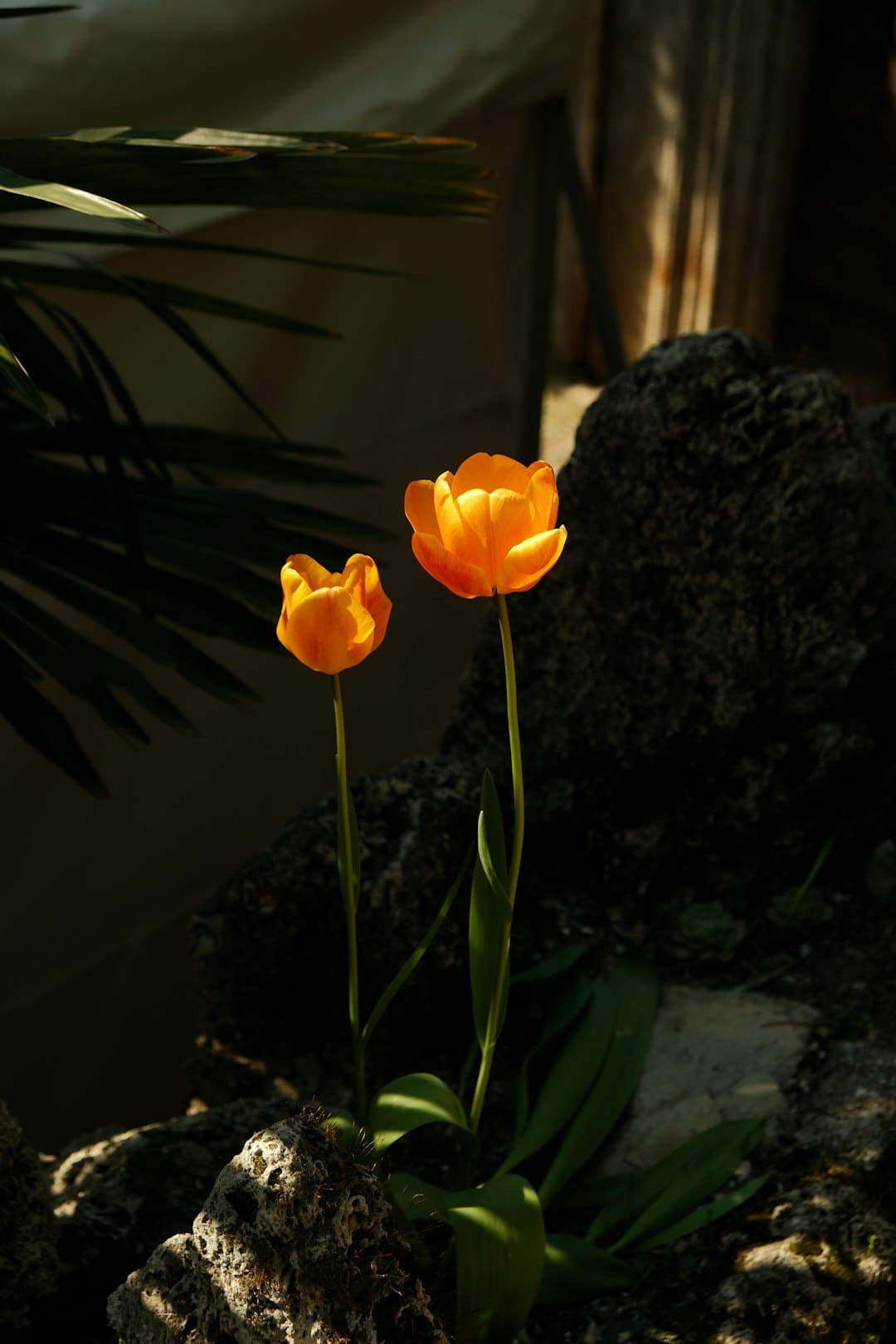 http://n.sinaimg.cn/news/transform/w600h400/20180309/Hmrl-fxpwyhw1683542.jpg?zdy